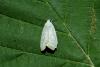 Earias vernana